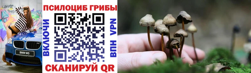 Псилоцибиновые грибы мицелий Бабаево